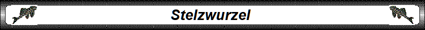 Stelzwurzel 